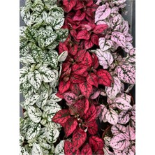 Vionna Serada Decor & Plant Karışık Renk Hostes Çiçeği Saksılı (Hypoestes), 3 Farklı Renk, 10-15 cm