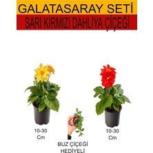 Vionna Serada Decor & Plant 2'li Takım Seti Sarı-Kırmızı Dahliya Çiçeği, Mini Buz Çiçeği Hediyeli, 10-30 cm