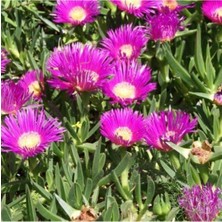 Vionna Gardenbox Kaz Ayağı Fidesi, Dikime Hazır, 15-25CM, Tomurcuklu, Mezar Örtücü Yayılıcı Bitki