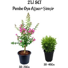 Vionna Gardenbox Pembe Oya Ağacı Fidanı 50-70CM + Çalı Şimşiri 30-40CM 2li Set Dış Mekan Bitkisi