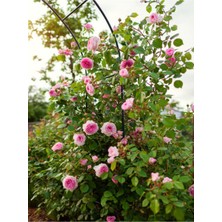 Vionna Gardenbox Pembe Sarmaşık Çardak Gül Fidanı, 90-120 Cm, Saksılı/tüplü, 1 Adet