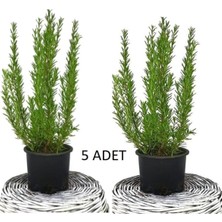 Vionna Nura Botanik Biberiye (Kuş Dili Otu) Set 5li, 50 Cm, Yemeklerde Kullanılabilir