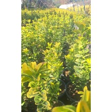 Vionna Serada Decor & Plant Altuni Gold Taflan Fidanı, 30-40CM, Saksılı, Dış Mekan Bahçe Bitkisi