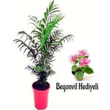 Vionna Nura Botanik Dağ Palmiyesi (20-40 Cm) Mini Pembe Begonvil Hediyeli Saksılı Iç-Dış Mekan Bitkisi