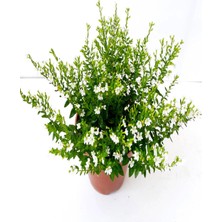 Vionna Serada Decor & Plant Beyaz Kufeya Çiçeği, Cuphea Hyssopifolia, 20-40 Cm, Saksılı Çiçekli Bodur Bitki