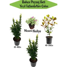 Vionna Serada Decor & Plant Bahçe Seti, 2 Adet Yeşil Taflan, 1 Adet Alev Çalısı, Hediye Mezem Çiçeği