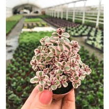 Vionna Serada Decor & Plant Sedum Tricolor 3 Renkli Sukulent, 5.5 cm Saksıda
