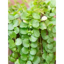 Vionna Gardenbox Lysimachia Nummularia Altın Kolye Çiçeği, Sarı Çiçekli, 1 Adet Saksılı