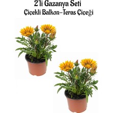 Vionna Serada Decor & Plant Sarı Gazanya Çiçeği, 2 Adet Saksılı, 10-20 Cm, Bahçe Balkon Çiçeği