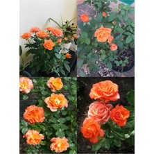 Vionna Serada Decor & Plant Yediveren Kayısı Rengi Kokulu Saksılı Aşılı Gül, 30-60 Cm, 2 Adet