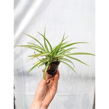 Vionna Nura Botanik Kurdele Çiçeği Bitkisi, 1 Adet Saksılı, 10-20 Cm, Iç Mekan Balkon Bitkisi