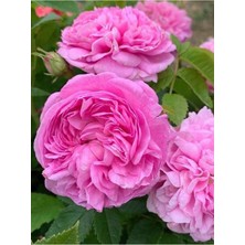 Vionna Serada Decor & Plant Isparta Gülü, Yoğun Kokulu, Pembe Renkli, 30-60 Cm, 1 Adet Tüplü Aşılı Gül