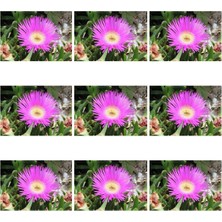 Vionna Gardenbox 10'lu Acem Halısı Çiçeği, 5-10 cm Tüplü, Mesembryanthemum, Çiçekli Bodur Bitkiler, Magenta