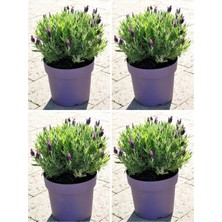 Vionna Nura Botanik Lavanta Angustifolia Fidanı, 25-30 Cm, 30 Adet Saksılı, Mor