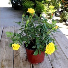 Vionna Gardenbox Sarı Yediveren Gül, 50-70 Cm, Saksılı Aşılı