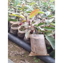 Vionna Serada Decor & Plant Alev Çalısı Fidanı, 10-20 Cm, 1 Adet Tüplü Dış Mekan Bitkisi, Çok Renkli