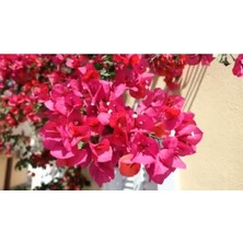Vionna Nura Botanik Uzaybahçesi Begonvil Fidanı, Koyu Pembe/kırmızı, 50-100 cm