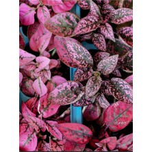 Vionna Serada Decor & Plant Koyu Pembe Hostes Çiçeği Saksılı Hypoestes, 10-15 cm