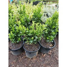 Vionna Serada Decor & Plant Taflan Fidanı, 35-40CM, Yeşil, 4 Adet Saksılı Bahçe Bitkisi