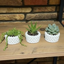 Vionna El Yapımı Mini Saksı Seti, 5 Cm, Modern Beton Tasarım