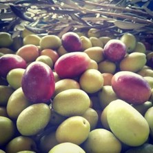 Vionna Tüplü Aşılı Iri Meyveli Zeytin Fidanı ile Bahçeniz Için Seçim