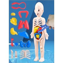 Vionna Insan Vücudu Anatomisi Bulmaca, Eğitici ve Öğretici Yapboz