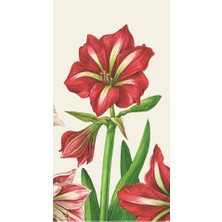 Hester & Cook Amaryllis Bloom Misafir Peçetesi