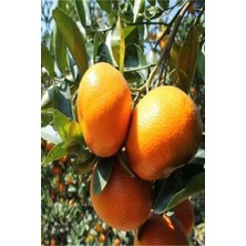 Gardenbox Aşılı Bodrum Mandalina Fidanı, Kokulu, 2 Yaş, Bol Verimli
