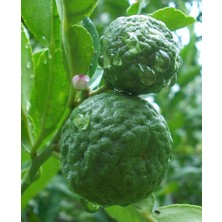 Fidanlıdan Nadir Bulunan 3 Yaşında Kaffir Lime Misket Limonu Fidanı Boy 160 200 cm