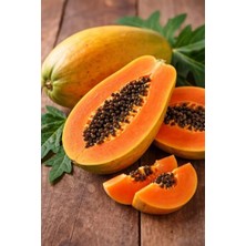 Fidanlıdan 2 Yaşında Meyve Vermeye Hazır Tropikal Carica Papaya Fidanı Boy 130 - 180 cm