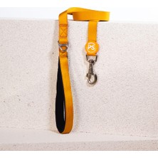 Pawstar Gold Leash Kedi Köpek Sevk & Gezdirme Kayışı Köpek Uzatma Tasması-1,5cm