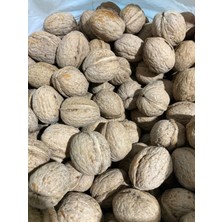 Altın Gıda 45 500 gr Kabuklu Taze Ceviz – Doğal ve Lezzetli