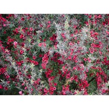 OEM Manuka Ağacı Dual Rouge