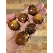 Ithal Gerçek Deniz Kabukları Dekorasyon Seti, 60 G
