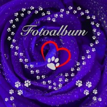 Köpek ve Kedi Fotoğraf Albümü, Evcil Hayvan Hatıra Defteri, Rose 02