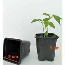 Vakumlu 8X8X9 cm 70 Adet Siyah Kare Fide Saksısı