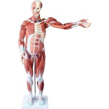 Insan Kas Maketi, Insan Kas Modeli, 27 Parça, 80 cm
