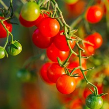 Store Bezelye Cherry Domates Tohumu 10+ Adet – Yüksek Verimli Mini Domates – Tatlı, Sulu ve Kolay Çimlenen