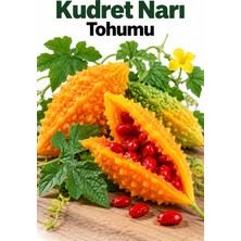 ByKurt Sunagri Kudret Narı Tohumu Saksı Bahçe Sarılıcı Bitki Yetiştiriciliği 20 Adet