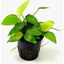 Anubias Nana Gold 6-7 Yapraklı Canlı Bitki