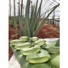 Alovia 1 kg Aloe Vera Yaprağı – Taze, Doğal ve Katkısız Aloe Vera Yaprakları