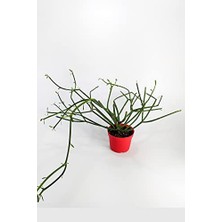 Euphorbia Tirucalli Kalem Kaktüs, Tekli, 8.5 cm Saksıda