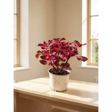 Yerli Fuşya Kolyoz / Kofis Çiçeği (Coleus Scutellarioides) (12-14 cm Saksı)