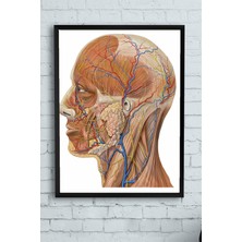 (PSTER10256) Biyoloji Eğitim Çerçeveli Tablo (50X70CM)