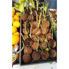 Store 10 Adet Bitki Köklendirme Topu, 20 Adet Klips, Köklendirme Hormonu