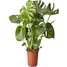 Defne Store Videolu Deve Tabanı Bitkisi Dolgun Formlu 1 Adet Saksılı 60-80 cm Salon Bitkisi(Monstera Deliciosa)