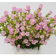 Şanal Mini Maviş Çan Çiçeği Tohumu - Pembe Renkli - 5 Tohum