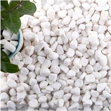aklow akyoleticaret Dolomit Taş Saksı Dibi Taşı 5 kg 1 2 cm 101 x 200 Beyaz Teraryum