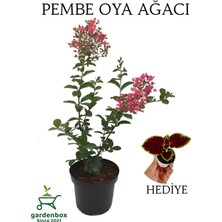 Şanal Nura Botanik Pembe Oya Ağacı, Dış Mekan Saksılı, 30-60 Cm, Çok Renkli