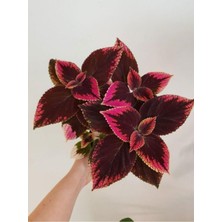 Şanal Videolu Koyu Renk Yaprağı Güzel 1 Adet Saksılı/tüplü 30-40CM